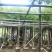 香樟大量出售8～13公分袋苗，市政，公园庭院种植