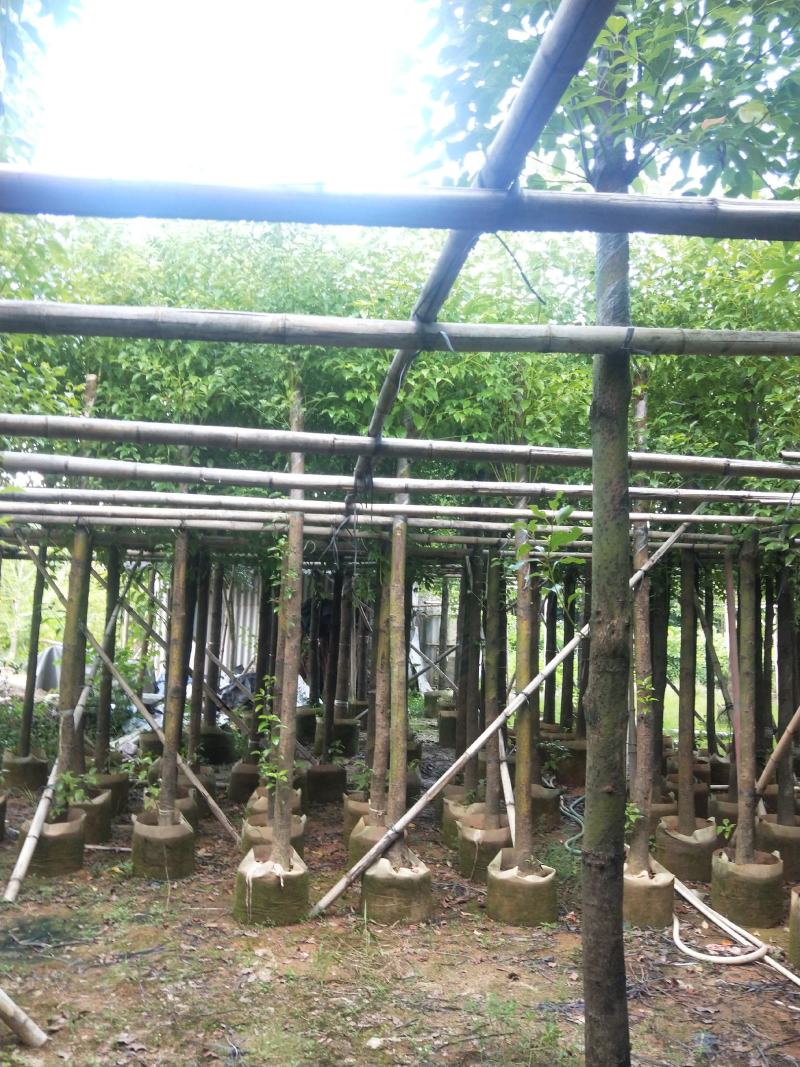 香樟大量出售8～13公分袋苗，市政，公园庭院种植