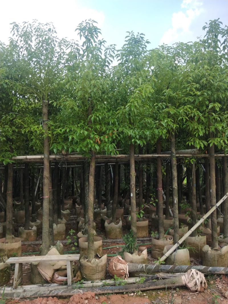 香樟大量出售8～13公分袋苗，市政，公园庭院种植
