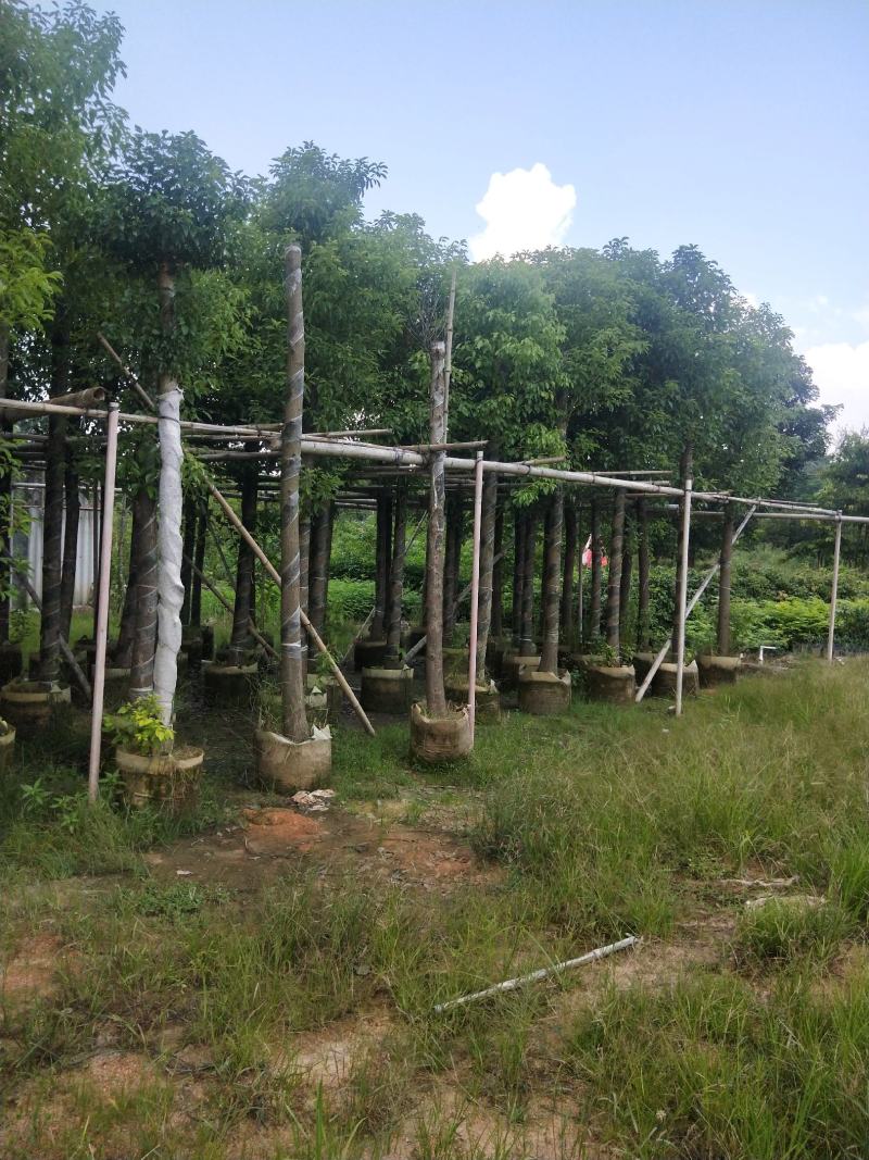 香樟大量出售8～13公分袋苗，市政，公园庭院种植
