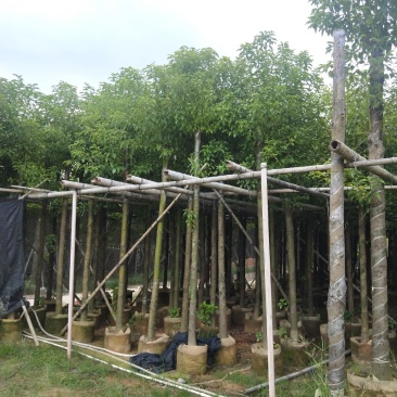 香樟大量出售8～13公分袋苗，市政，公园庭院种植