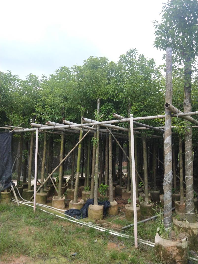 香樟大量出售8～13公分袋苗，市政，公园庭院种植