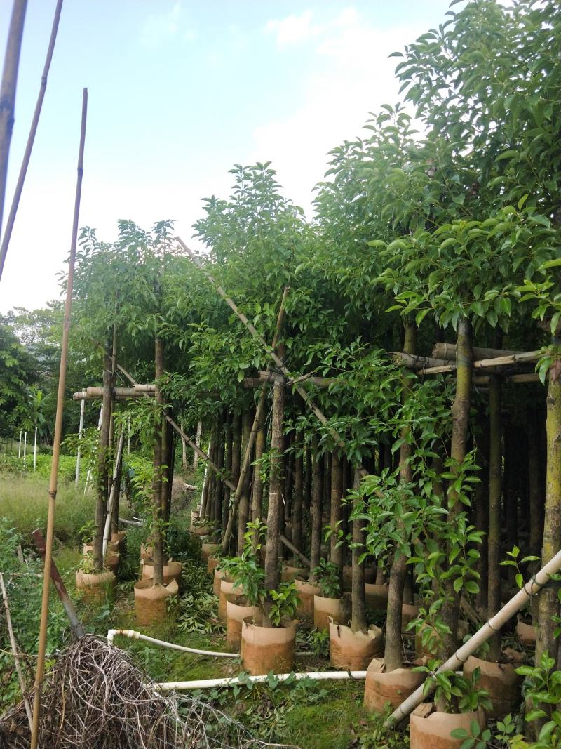 香樟大量出售8～13公分袋苗，市政，公园庭院种植