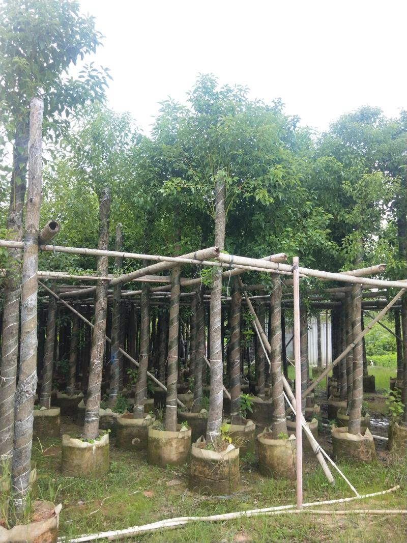 香樟大量出售8～13公分袋苗，市政，公园庭院种植