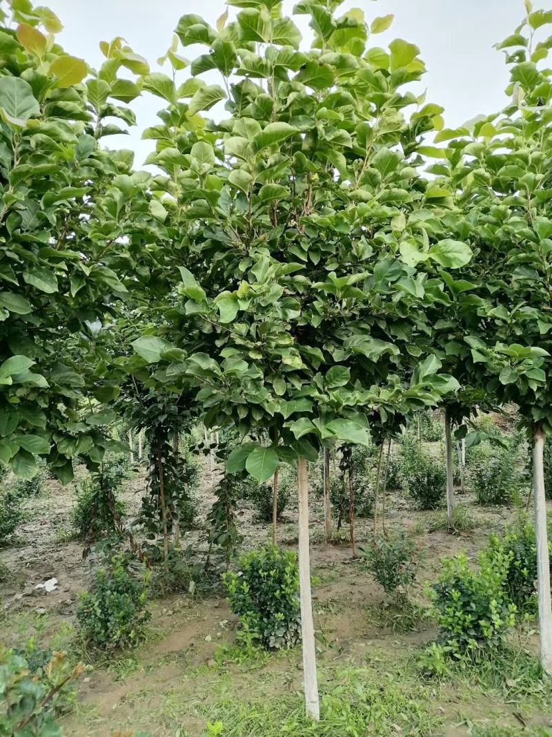 白玉兰8~10cm价格，红玉兰10-12公分直销基地