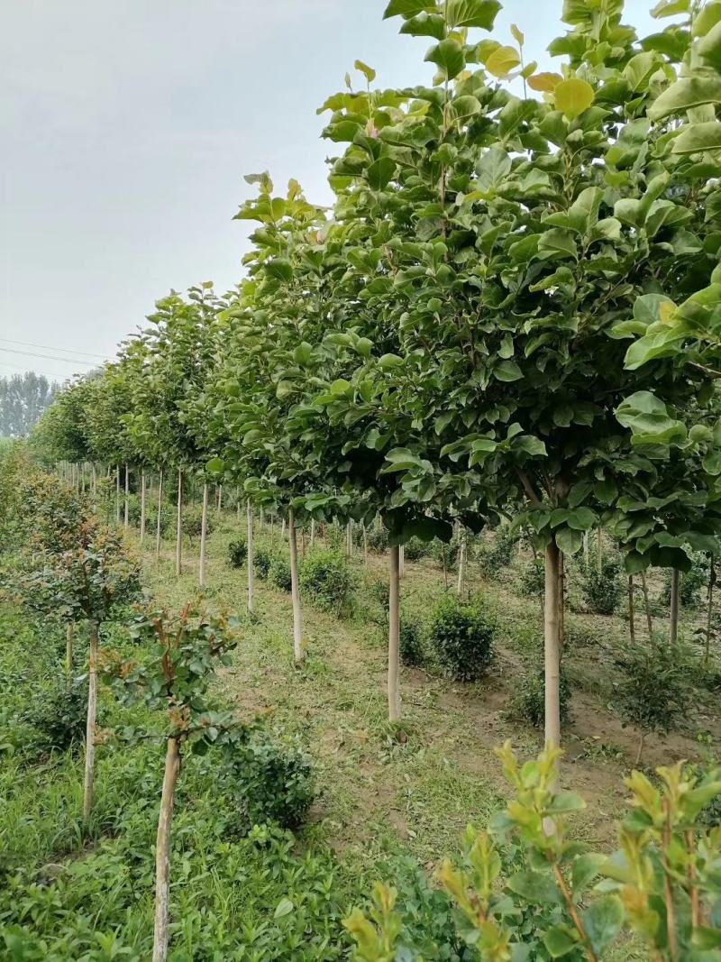 白玉兰8~10cm价格，红玉兰10-12公分直销基地