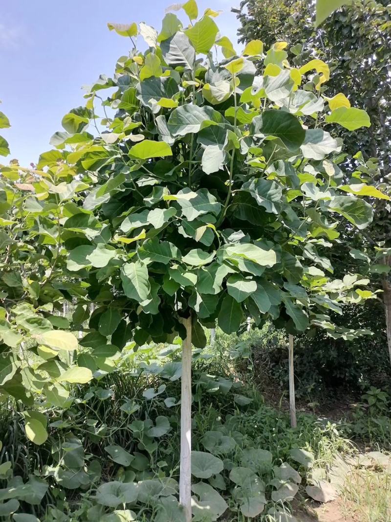 白玉兰8~10cm价格，红玉兰10-12公分直销基地