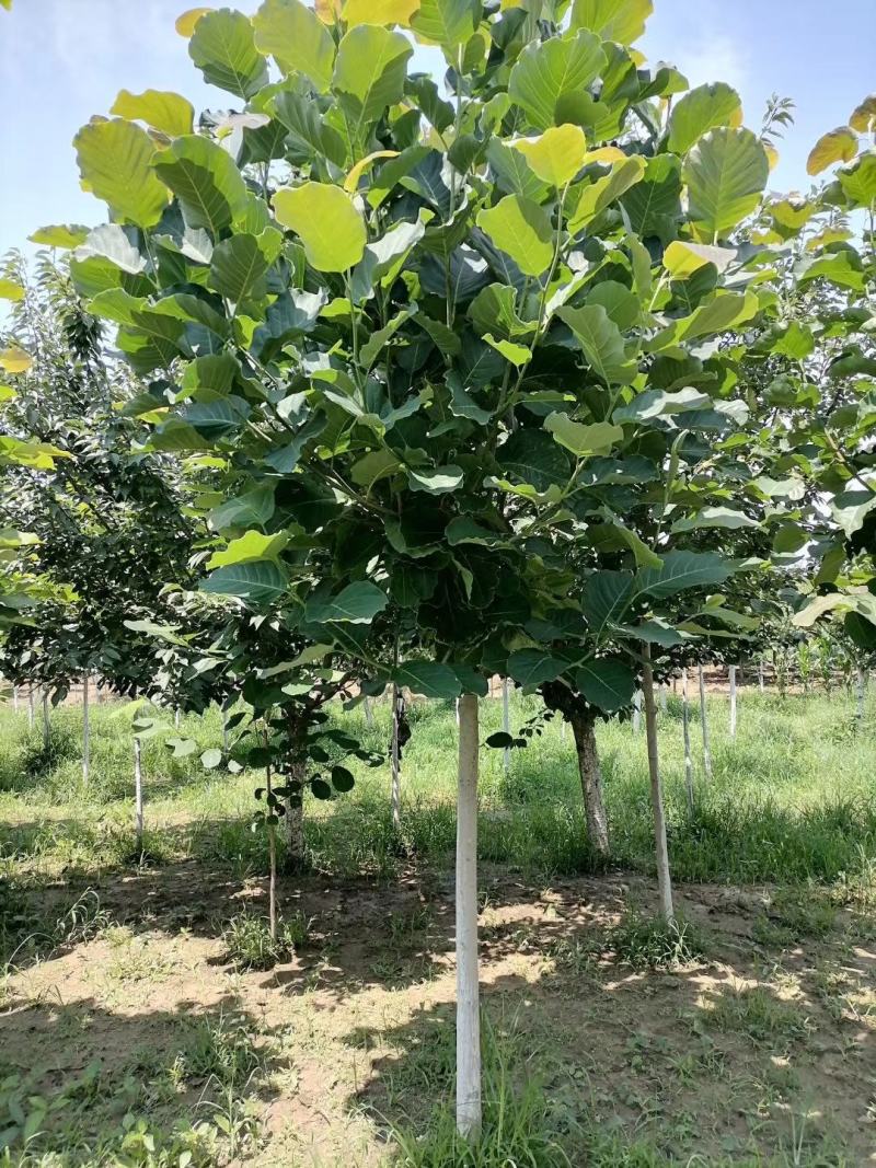白玉兰8~10cm价格，红玉兰10-12公分直销基地