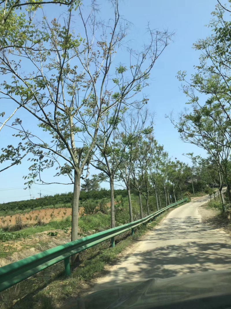 大量出售2-20公分栾树。湖北货源质量可靠，价格实惠。