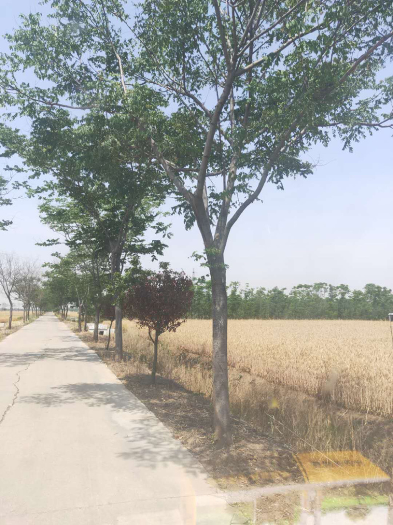 大量出售2-20公分栾树。湖北货源质量可靠，价格实惠。