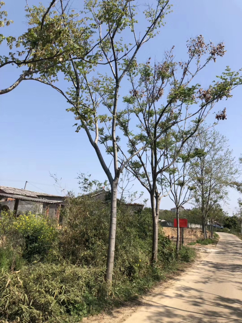大量出售2-20公分栾树。湖北货源质量可靠，价格实惠。