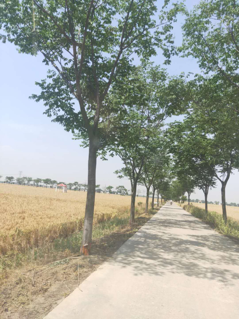 大量出售2-20公分栾树。湖北货源质量可靠，价格实惠。