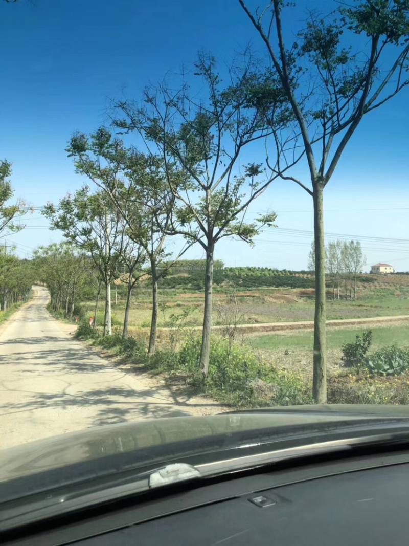 大量出售2-20公分栾树。湖北货源质量可靠，价格实惠。