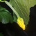 本地新茬鲜花丝瓜，早五点供应。#横溪#咸祥#五乡