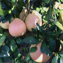优质柚子苗，南北方种植放心苗，基地直发包技术指导