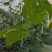 本地新茬鲜花丝瓜，早五点供应。#横溪#咸祥#五乡