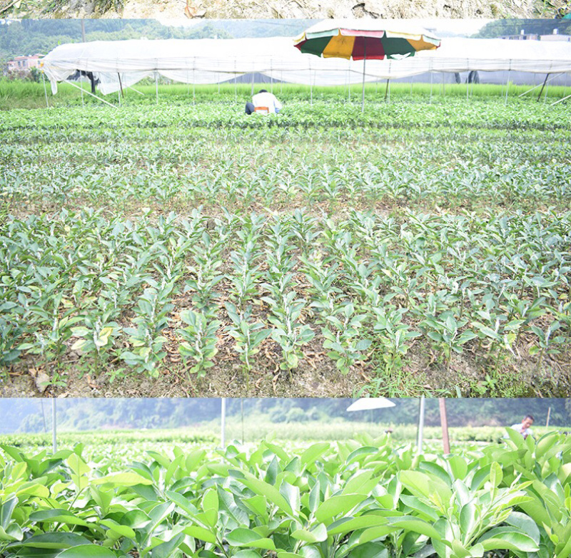 优质柚子苗，南北方种植放心苗，基地直发包技术指导