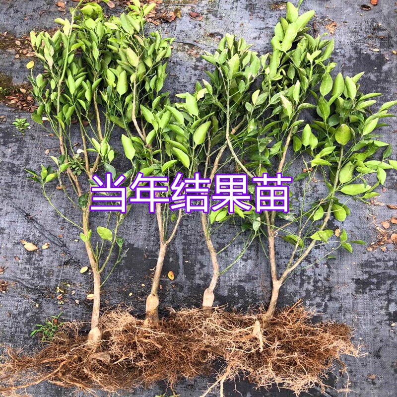 优质桔子苗，南北方种植放心苗，基地直发包技术指导包存活