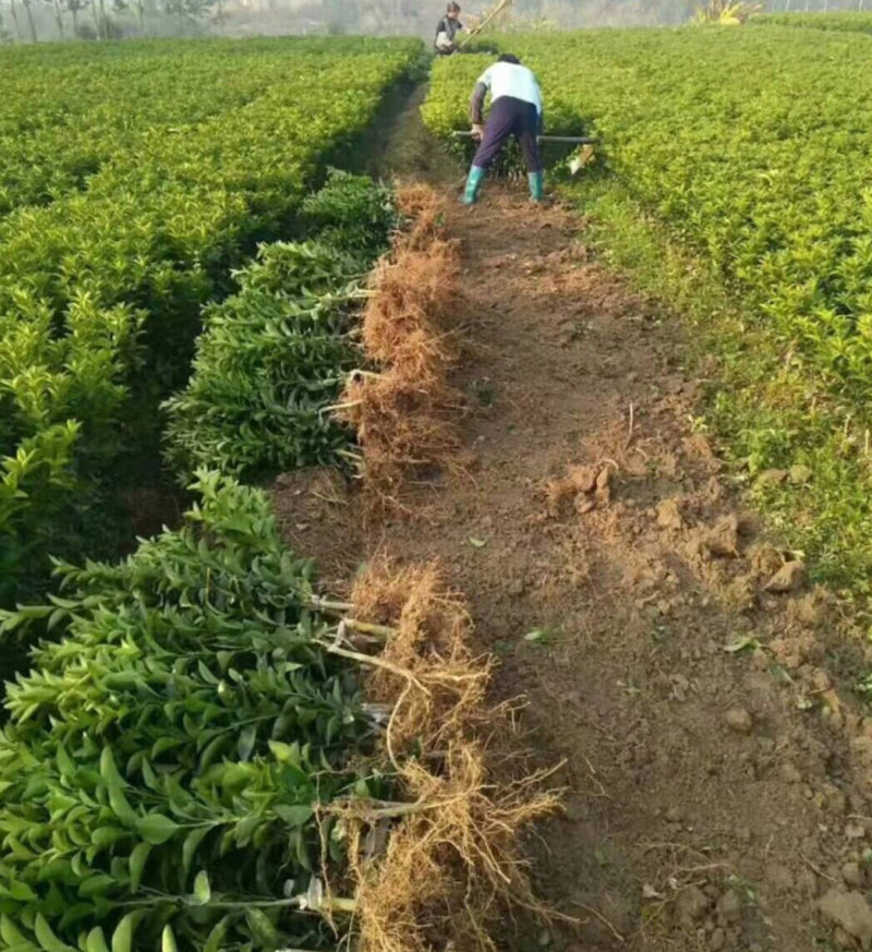 优质桔子苗，南北方种植放心苗，基地直发包技术指导包存活