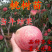 水蜜桃苗，基地直发，南北方种植放心苗，包技术指导