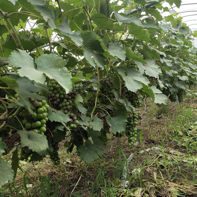 巨峰葡萄苗基地直发，南北方种植放心苗，包技术指导