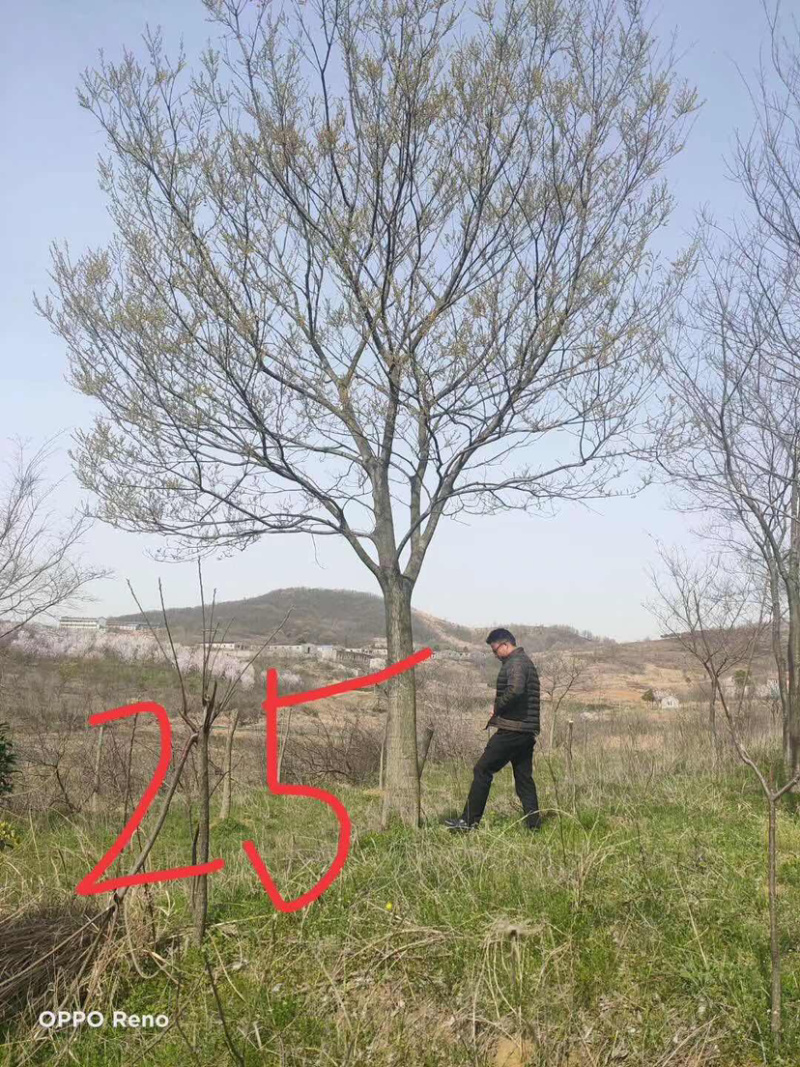 出售12-80公分朴树。骨架全冠都有。欢迎各位老板咨询。