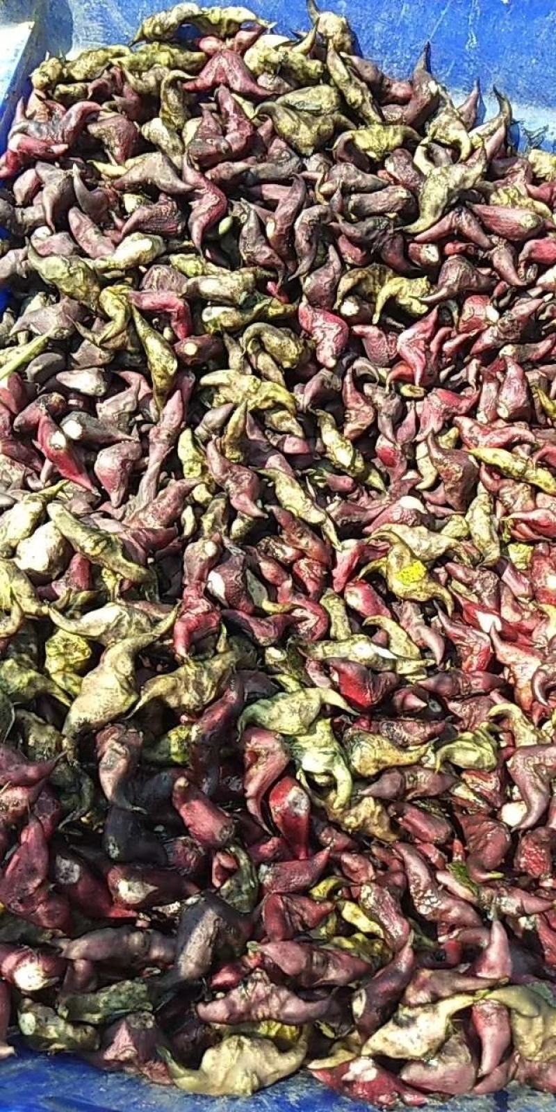 大量菱角种苗供应，高产早熟大青菱，价格美丽