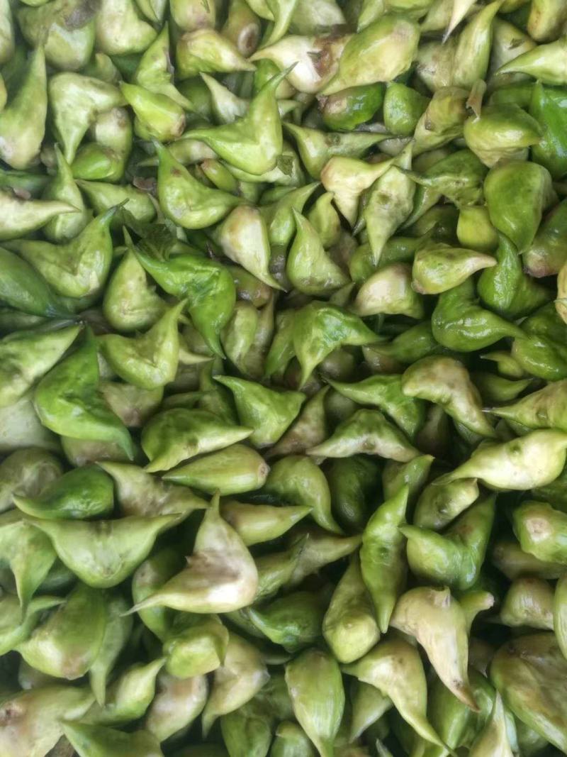 大量菱角种苗供应，高产早熟大青菱，价格美丽