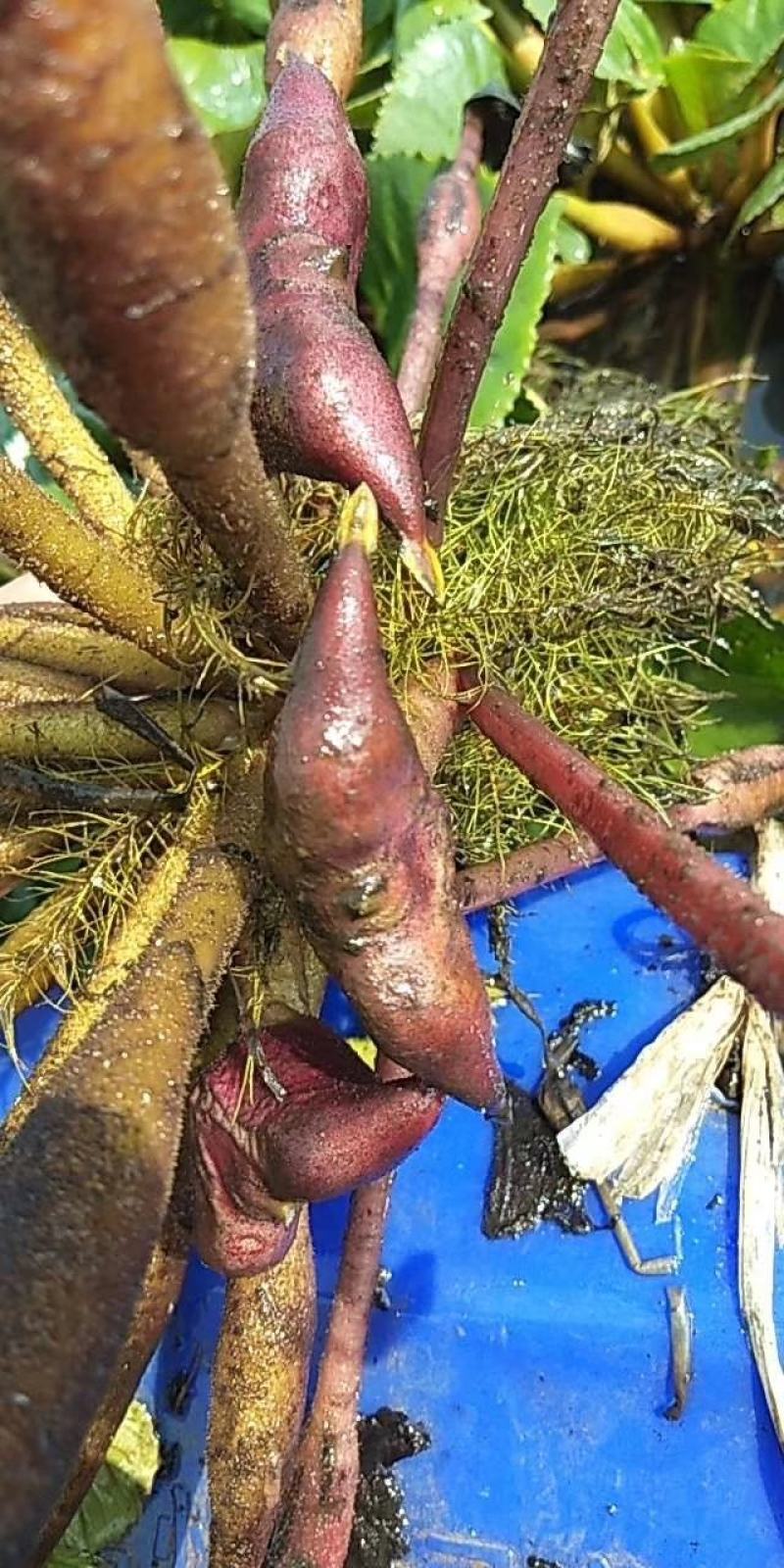 大量菱角种苗供应，高产早熟大青菱，价格美丽
