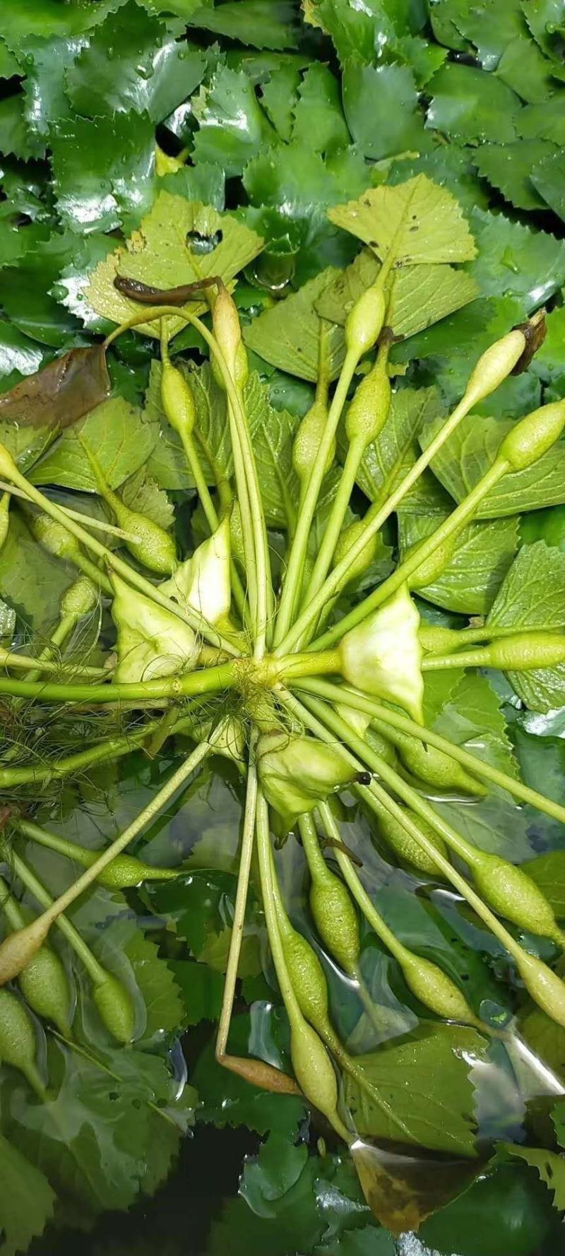 大量菱角种苗供应，高产早熟大青菱，价格美丽