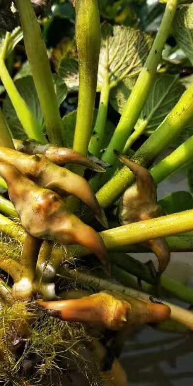 大量菱角种苗供应，高产早熟大青菱，价格美丽