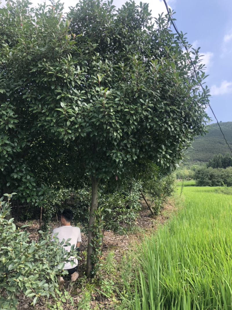 出售3-15公分红叶石楠。湖北货源。欢迎各位老板咨询。