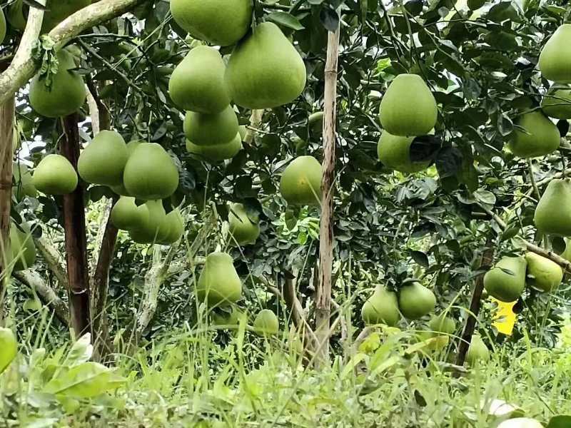 甜过初恋的………水晶柚……