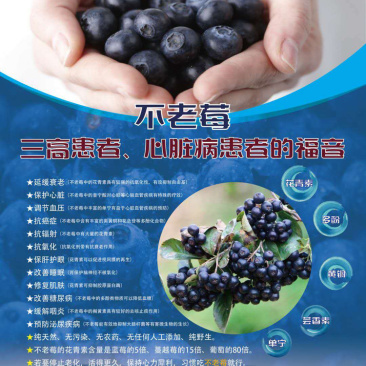 纯野生不老莓黑果花楸
