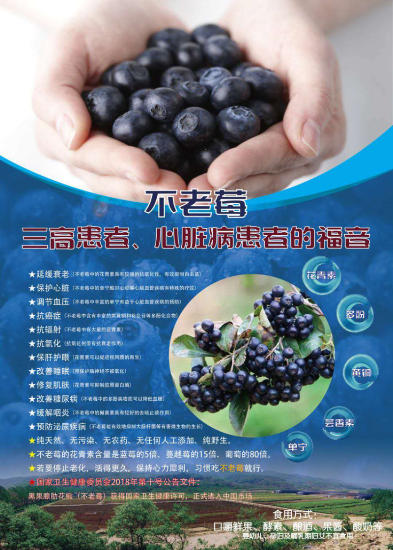 纯野生不老莓黑果花楸