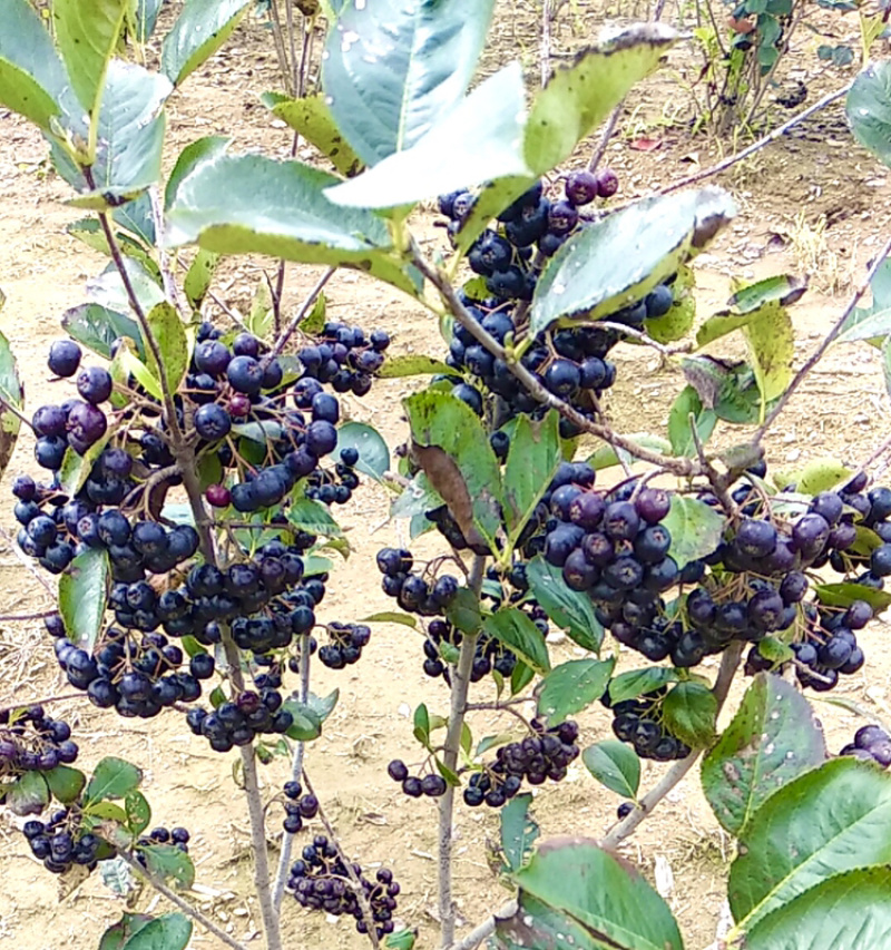 纯野生不老莓黑果花楸
