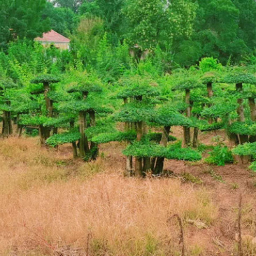 对节白蜡8-80公分。京山一手货源。欢迎咨询。