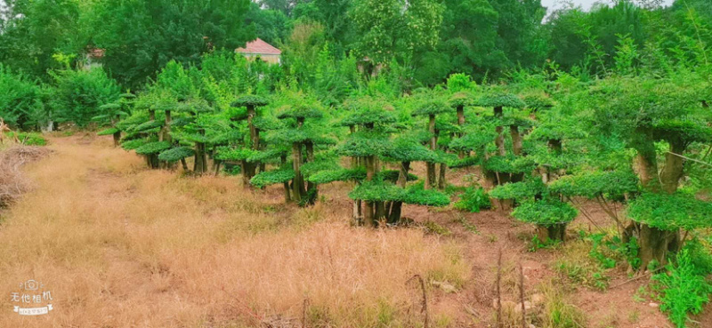对节白蜡8-80公分。京山一手货源。欢迎咨询。