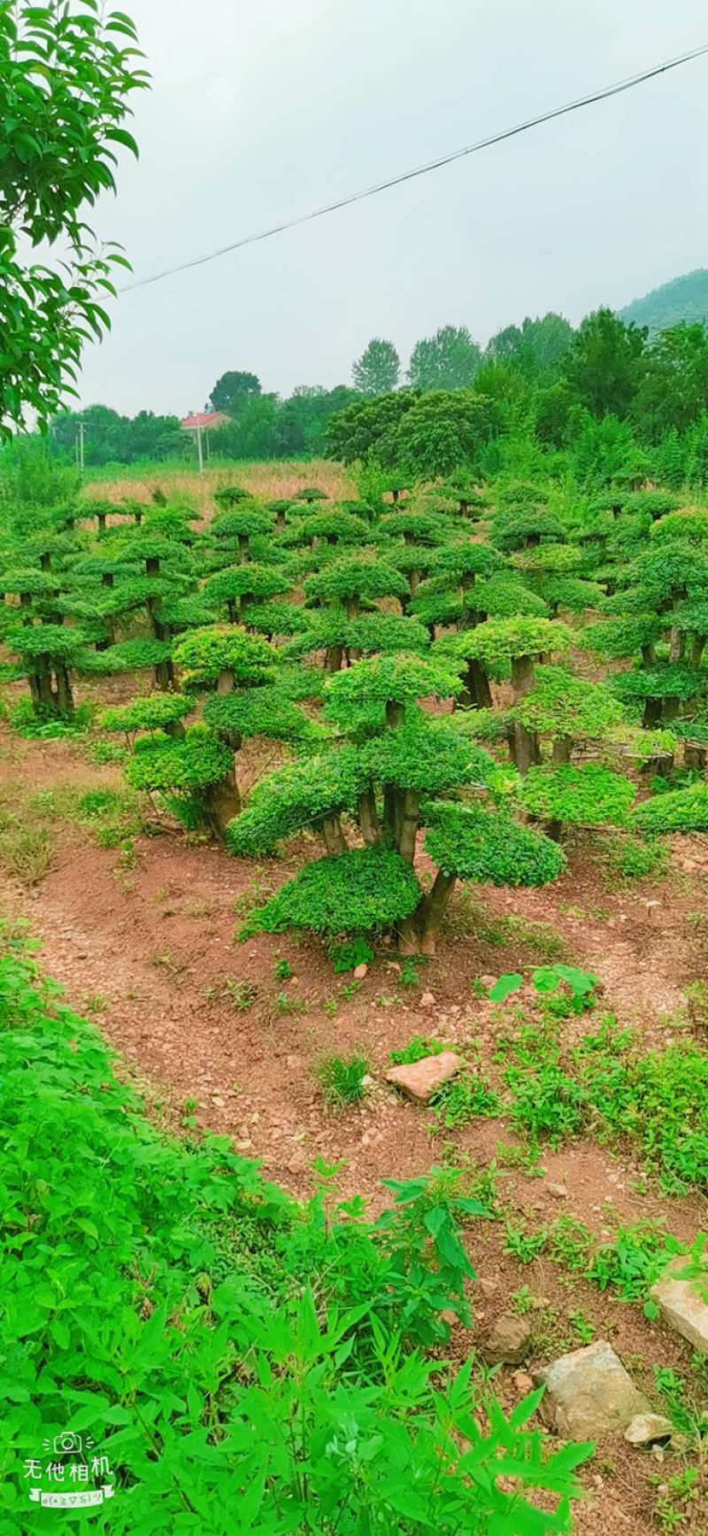 对节白蜡8-80公分。京山一手货源。欢迎咨询。