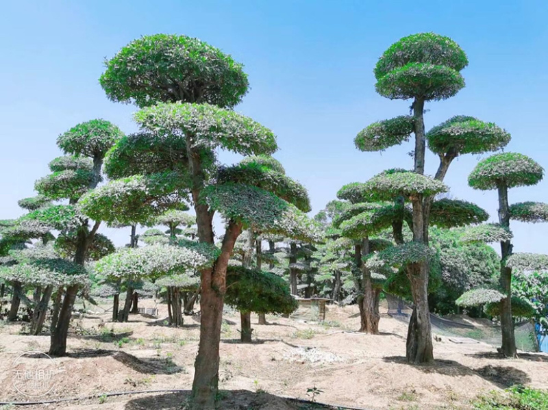 对节白蜡8-80公分。京山一手货源。欢迎咨询。