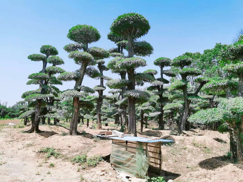 对节白蜡8-80公分。京山一手货源。欢迎咨询。