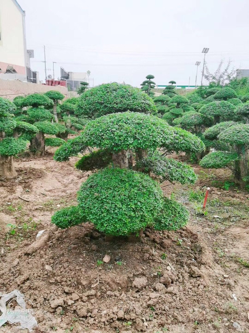 对节白蜡8-80公分。京山一手货源。欢迎咨询。