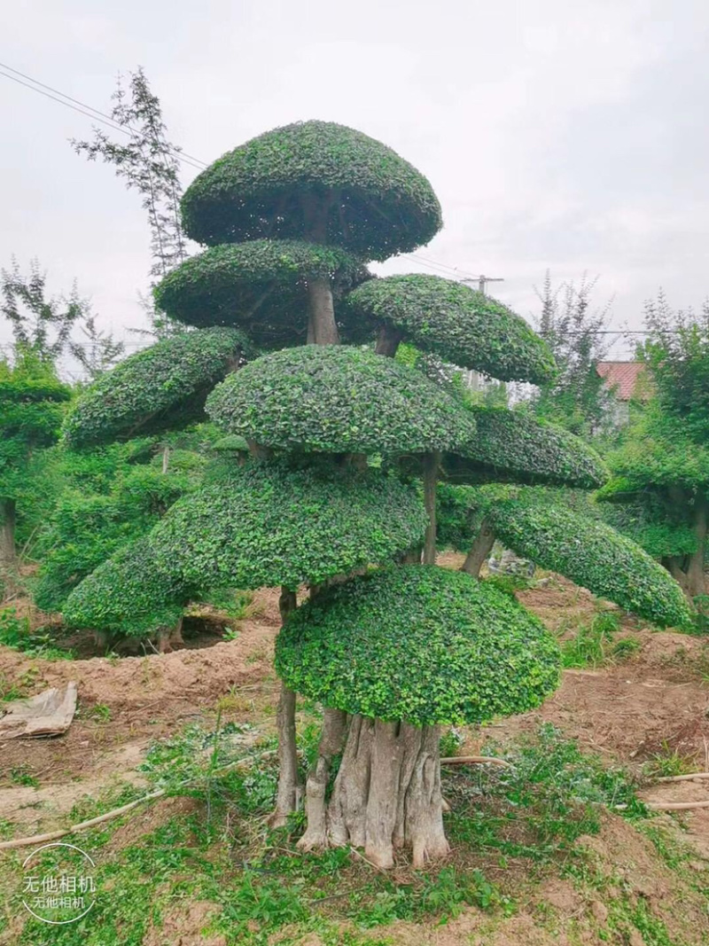 对节白蜡8-80公分。京山一手货源。欢迎咨询。