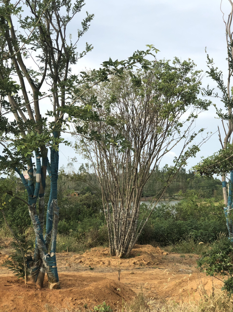 大量出售丛生三角枫。40-200公分。有需要的老板联系。