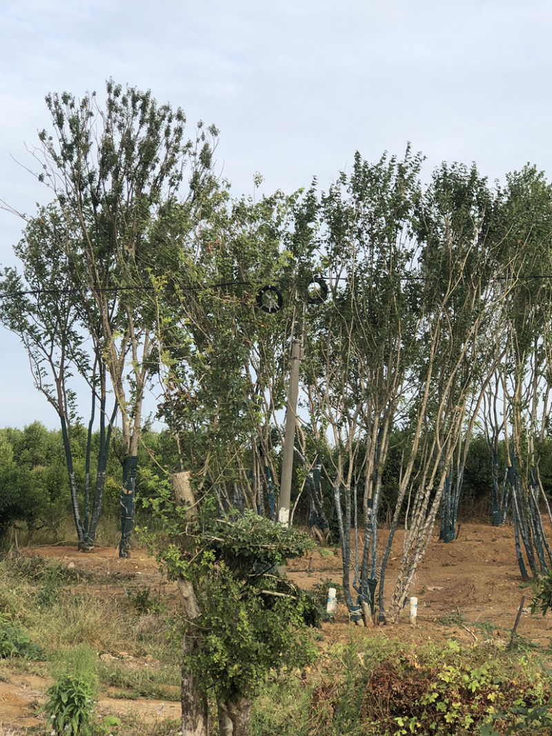 大量出售丛生三角枫。40-200公分。有需要的老板联系。