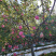 高原红冰糖心红富士苹果