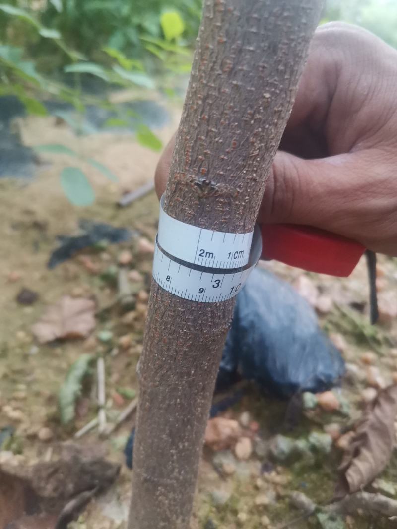 【包存活】刺槐苗，白花刺槐，洋槐花苗刺槐刺槐树苗