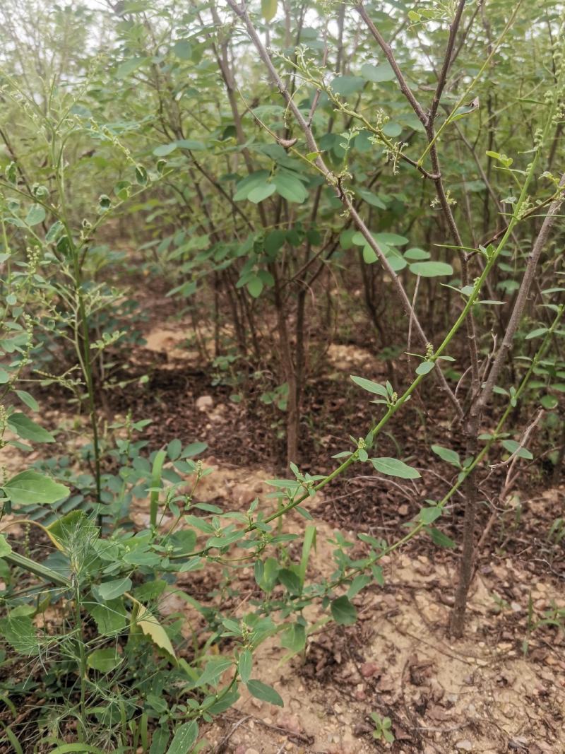 【包存活】刺槐苗，白花刺槐，洋槐花苗刺槐刺槐树苗