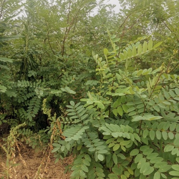 【包存活】刺槐苗，白花刺槐，洋槐花苗刺槐刺槐树苗