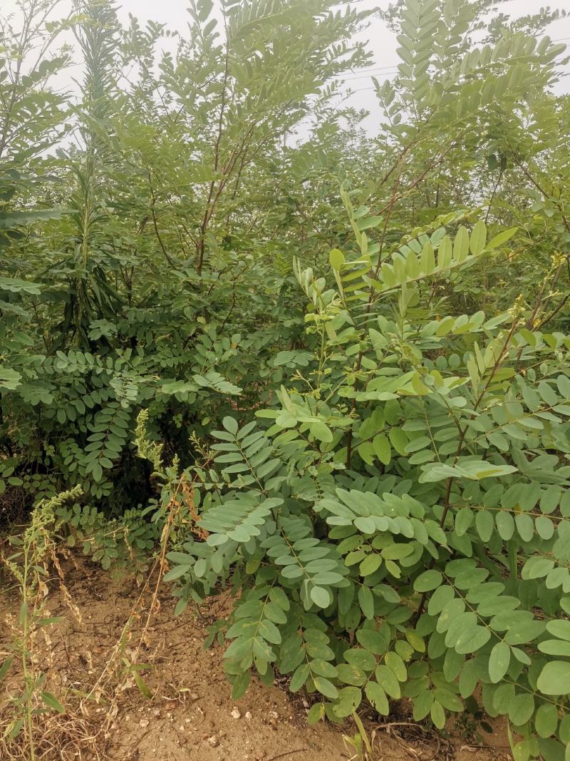 【包存活】刺槐苗，白花刺槐，洋槐花苗刺槐刺槐树苗